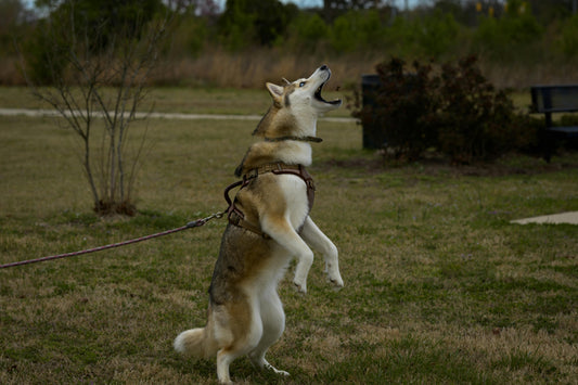 Suit Up Your Superdog: Why Every Aussie Pet Needs a Reflective Tactical Dog Harness 🦴