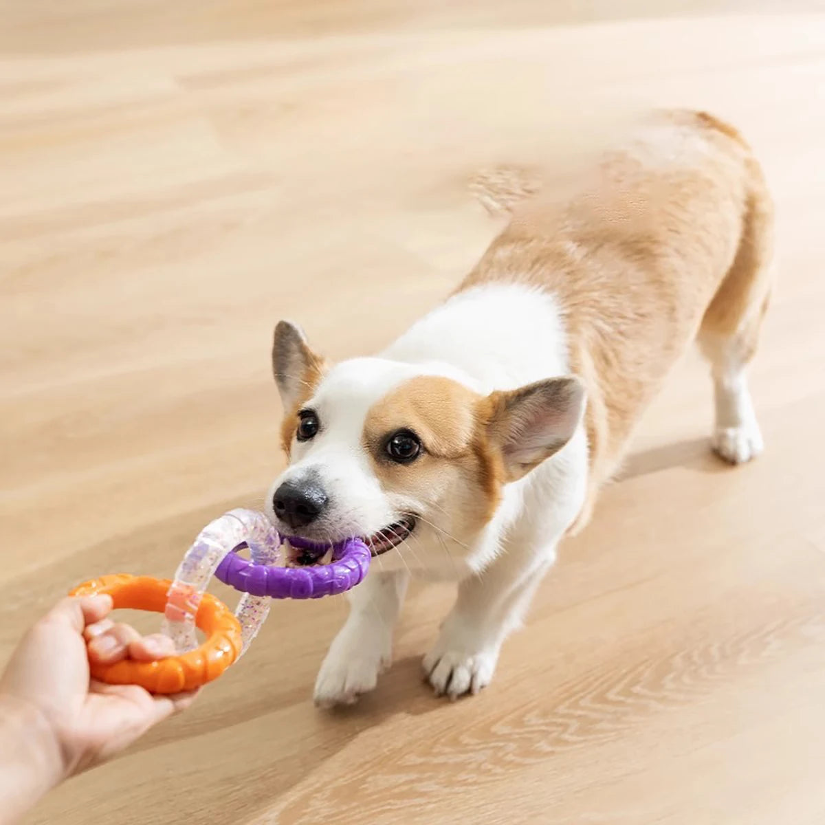 Durable Triple Ring Dog Chew Toy – Best Interactive Tug Toy 🐶🦷🎉